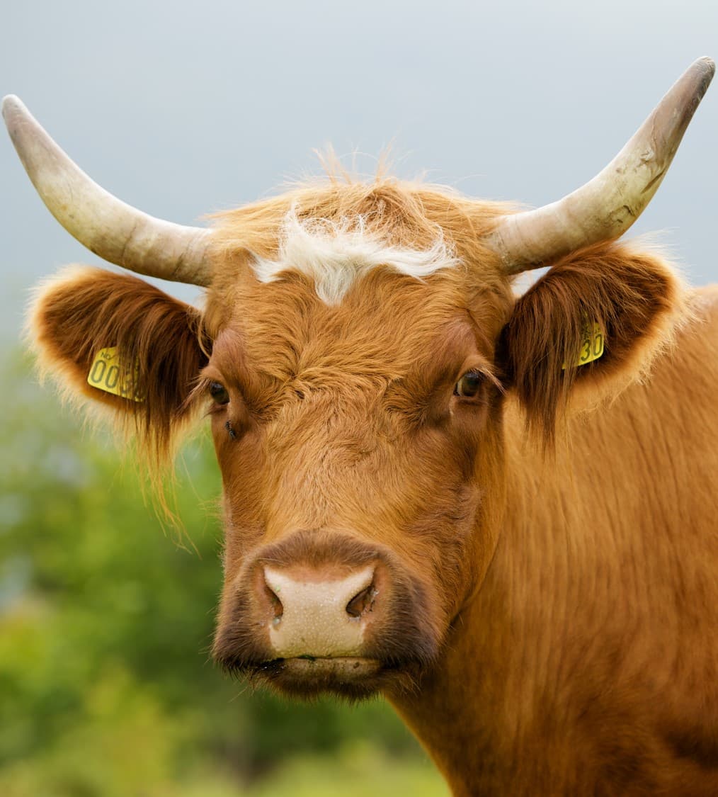 Livestock Breeding