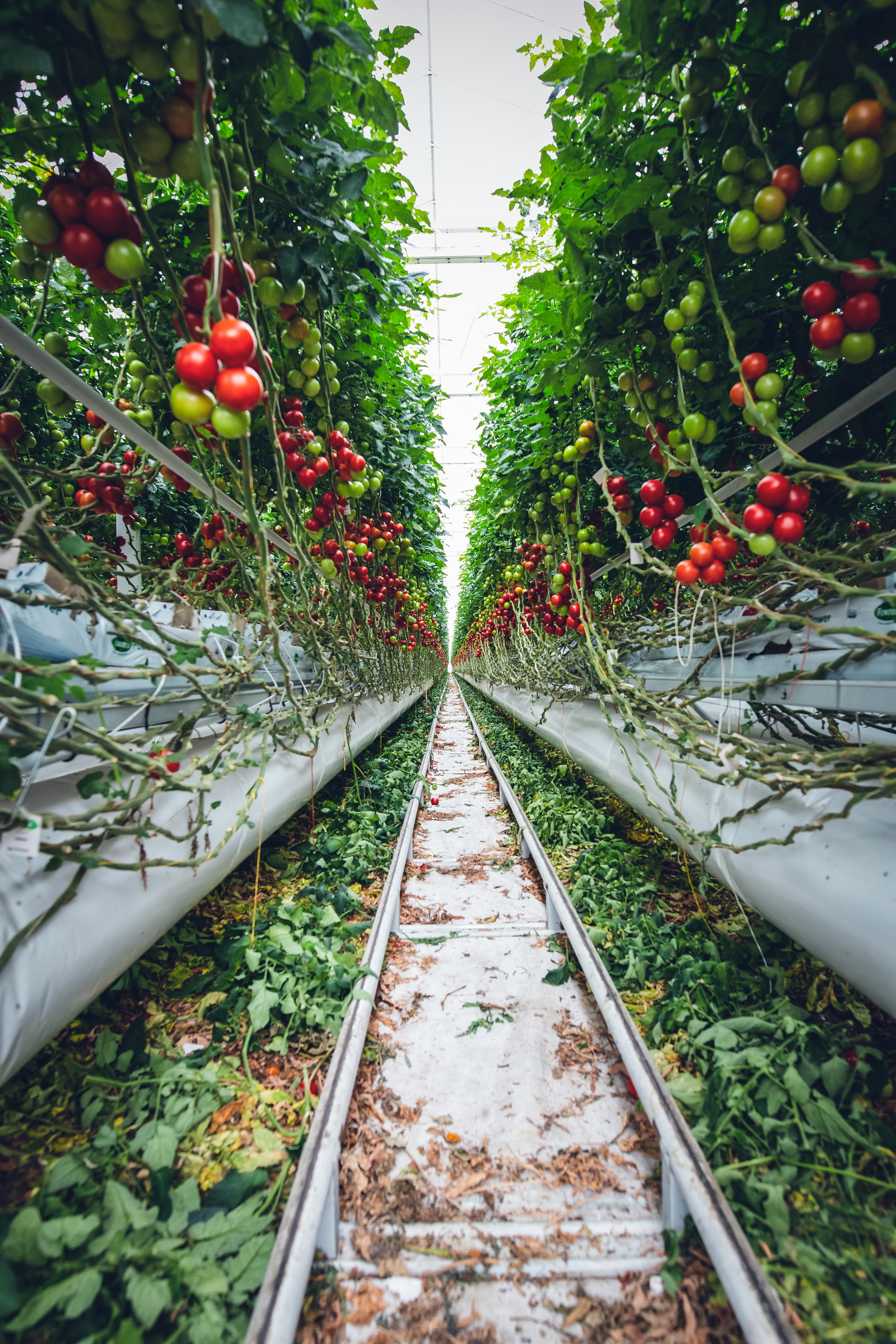 Innovative Agro-Processing